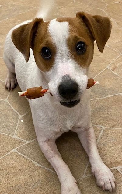 Wir begrüßen unseren neuen Sponsor HappyWuff 4