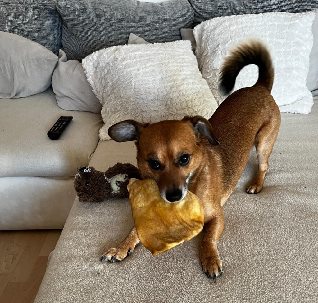 Wir begrüßen unseren neuen Sponsor HappyWuff 3